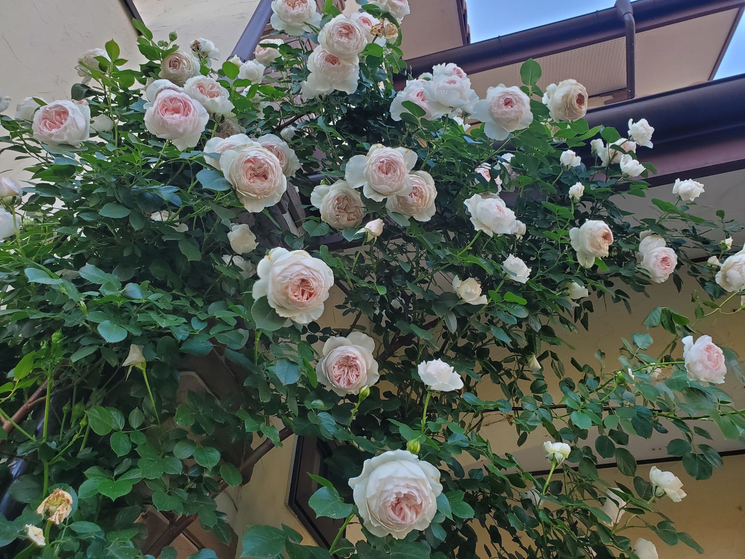 20220531_175715.jpg